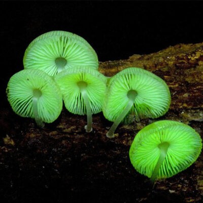 Glow-in-the Dark Mushrooms Habitat Kit